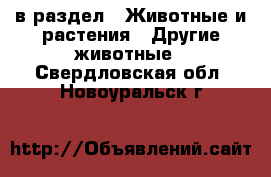  в раздел : Животные и растения » Другие животные . Свердловская обл.,Новоуральск г.